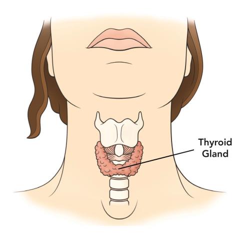 Radioactive Iodine Treatment For Hyperthyroidism Hormone Health Network 